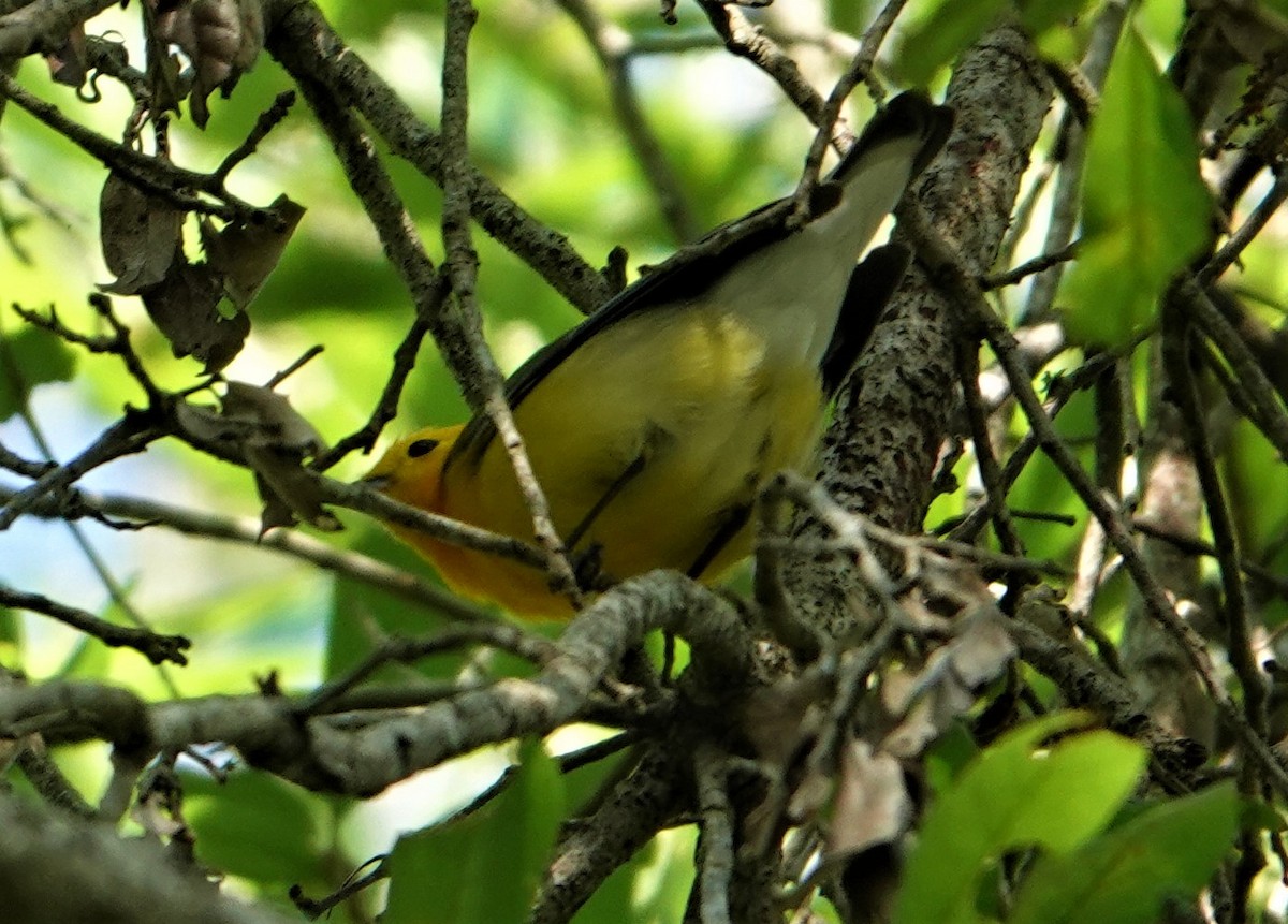 Prothonotary Warbler - ML325695971