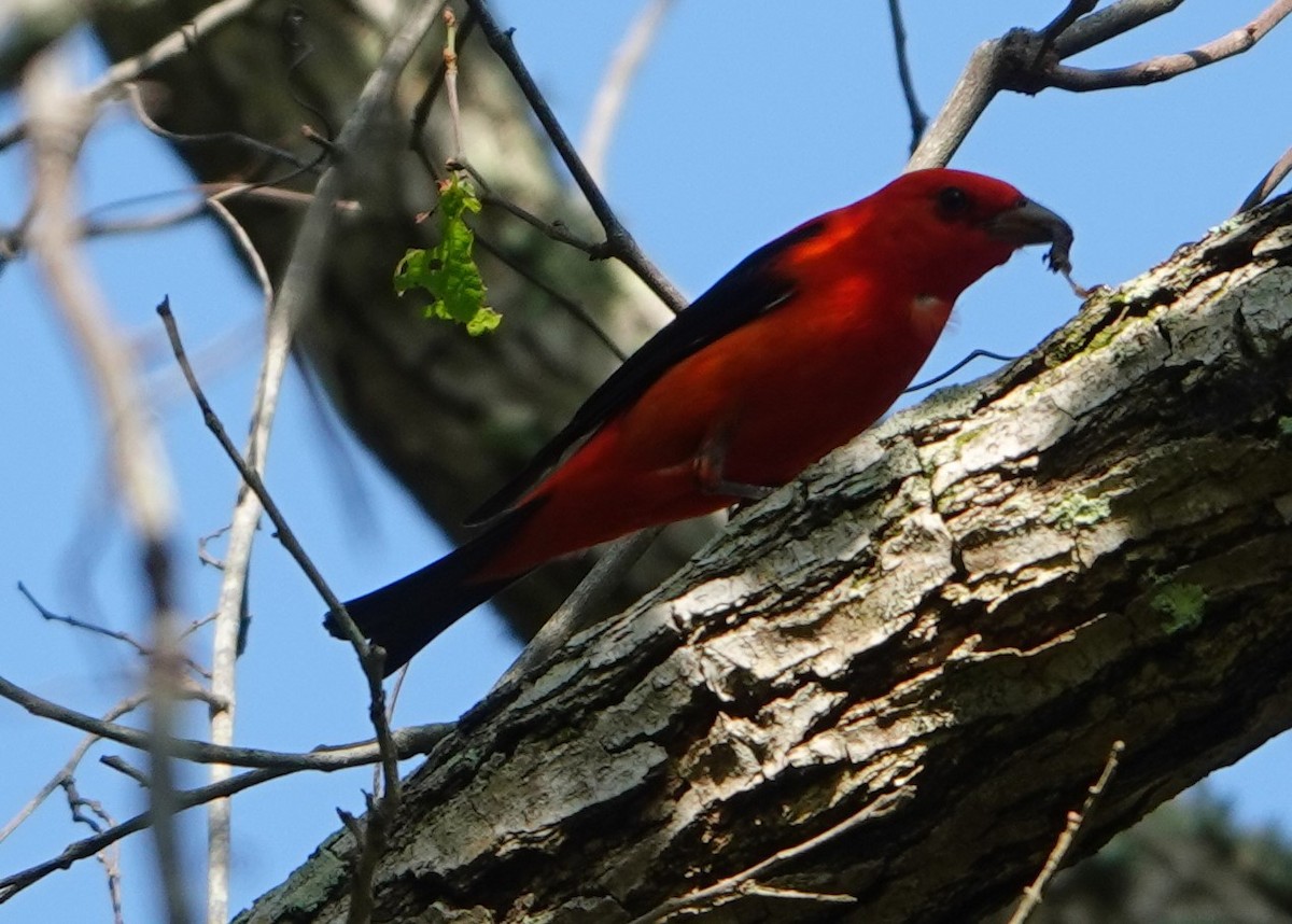 Scarlet Tanager - ML325696461