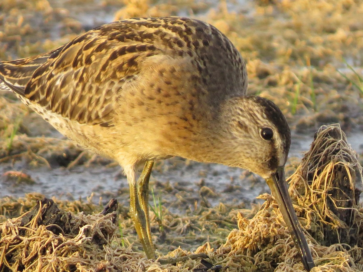 Short-billed Dowitcher - Tom Wheatley