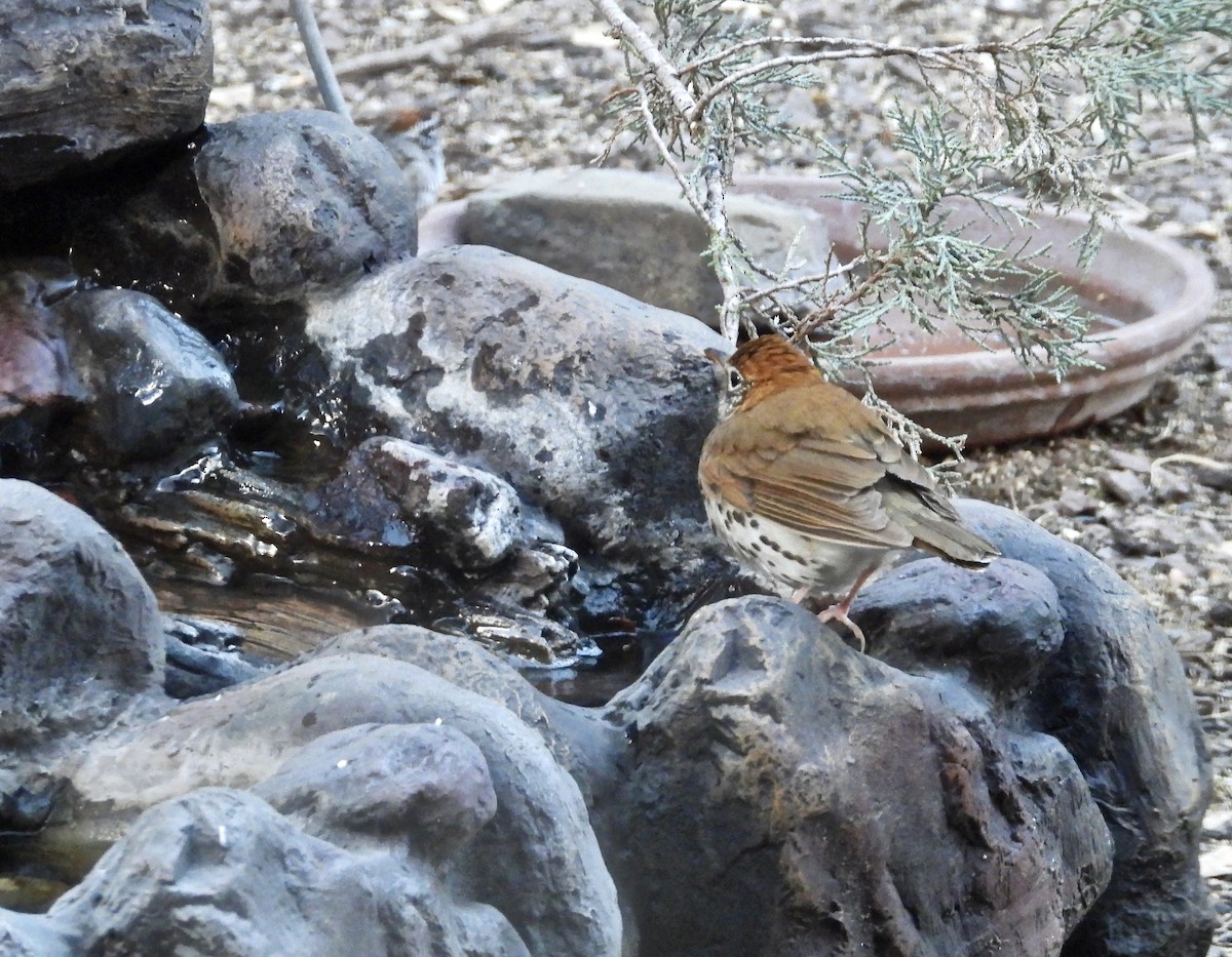 Wood Thrush - ML325697301