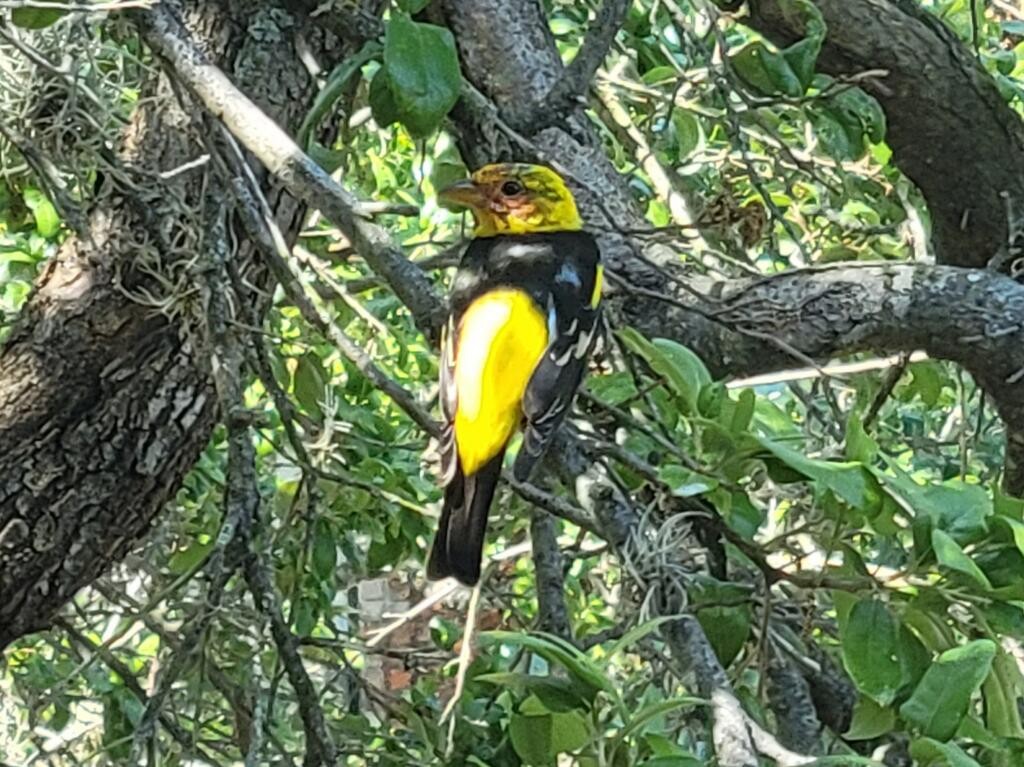 Western Tanager - Anonymous