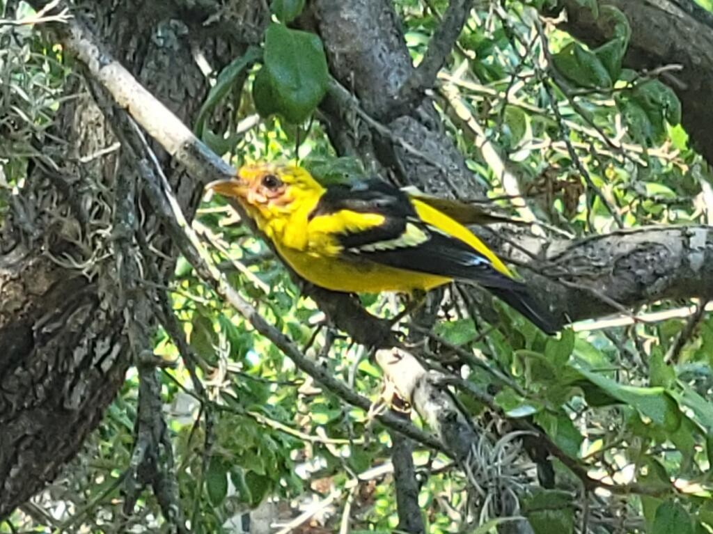 Western Tanager - Anonymous