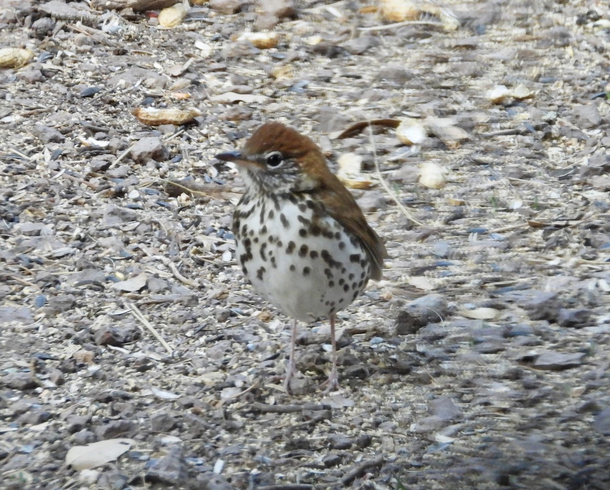 Wood Thrush - ML325697561