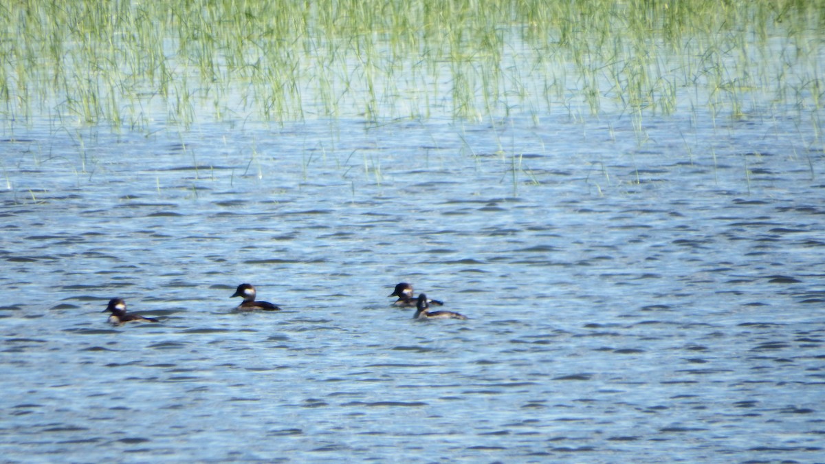 Bufflehead - ML32569801