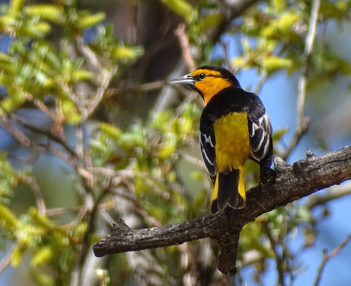 Bullock's Oriole - ML325700761