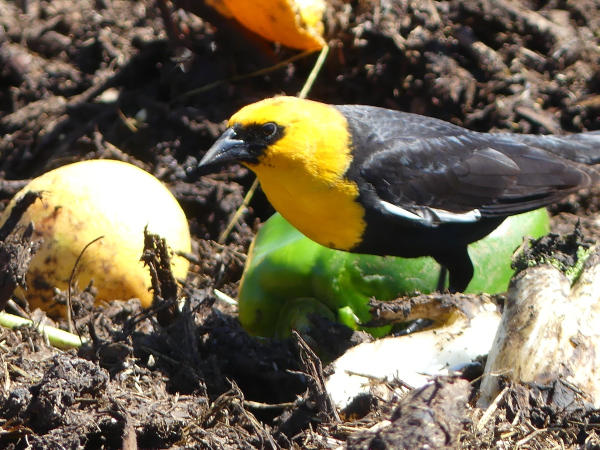 Yellow-headed Blackbird - ML325700991