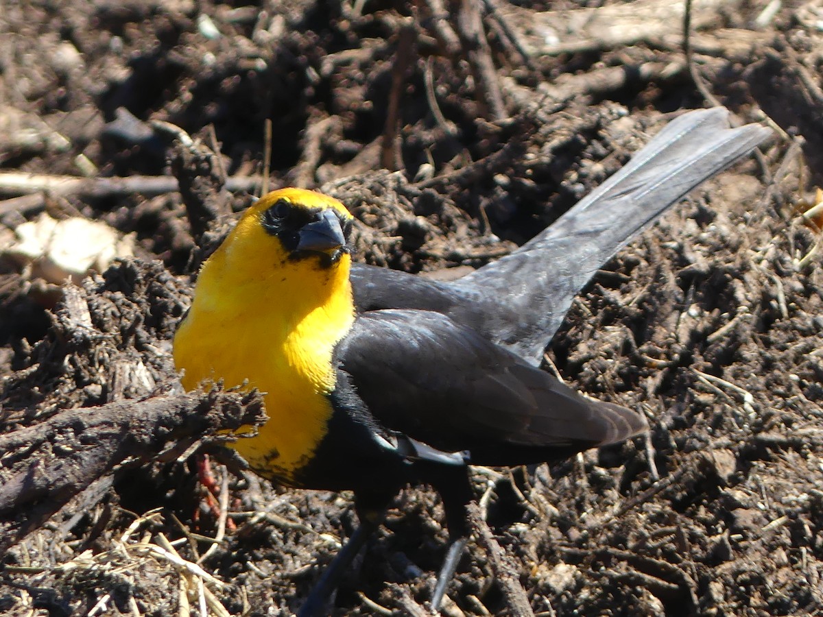 Yellow-headed Blackbird - ML325701021
