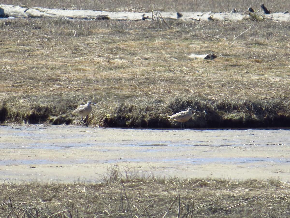 Long-billed Curlew - ML325702521