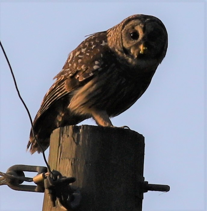 Barred Owl - ML325704421