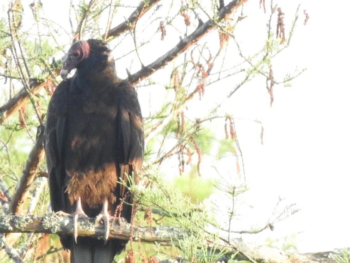 Turkey Vulture - ML325705501