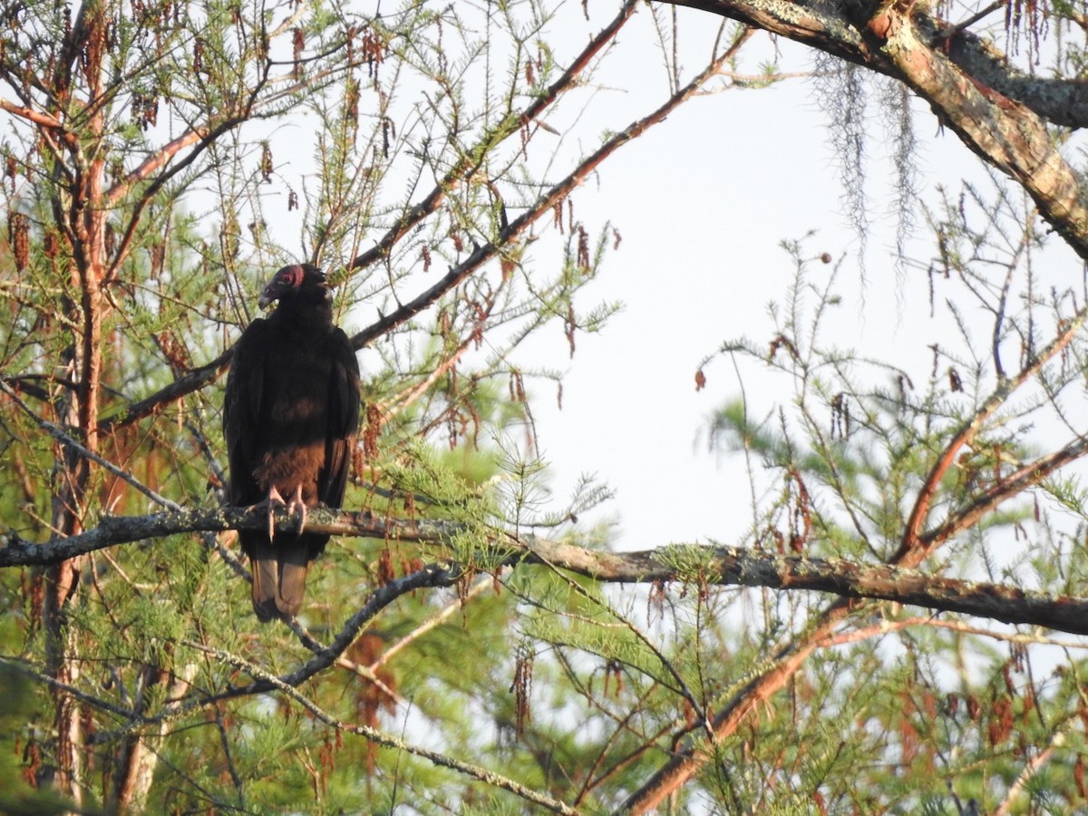 Turkey Vulture - ML325705511