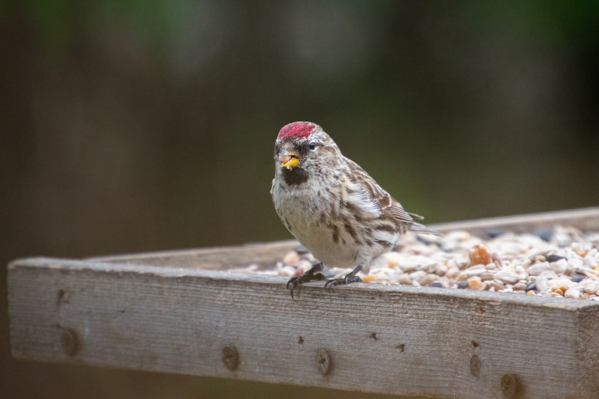 Common Redpoll - ML325706151