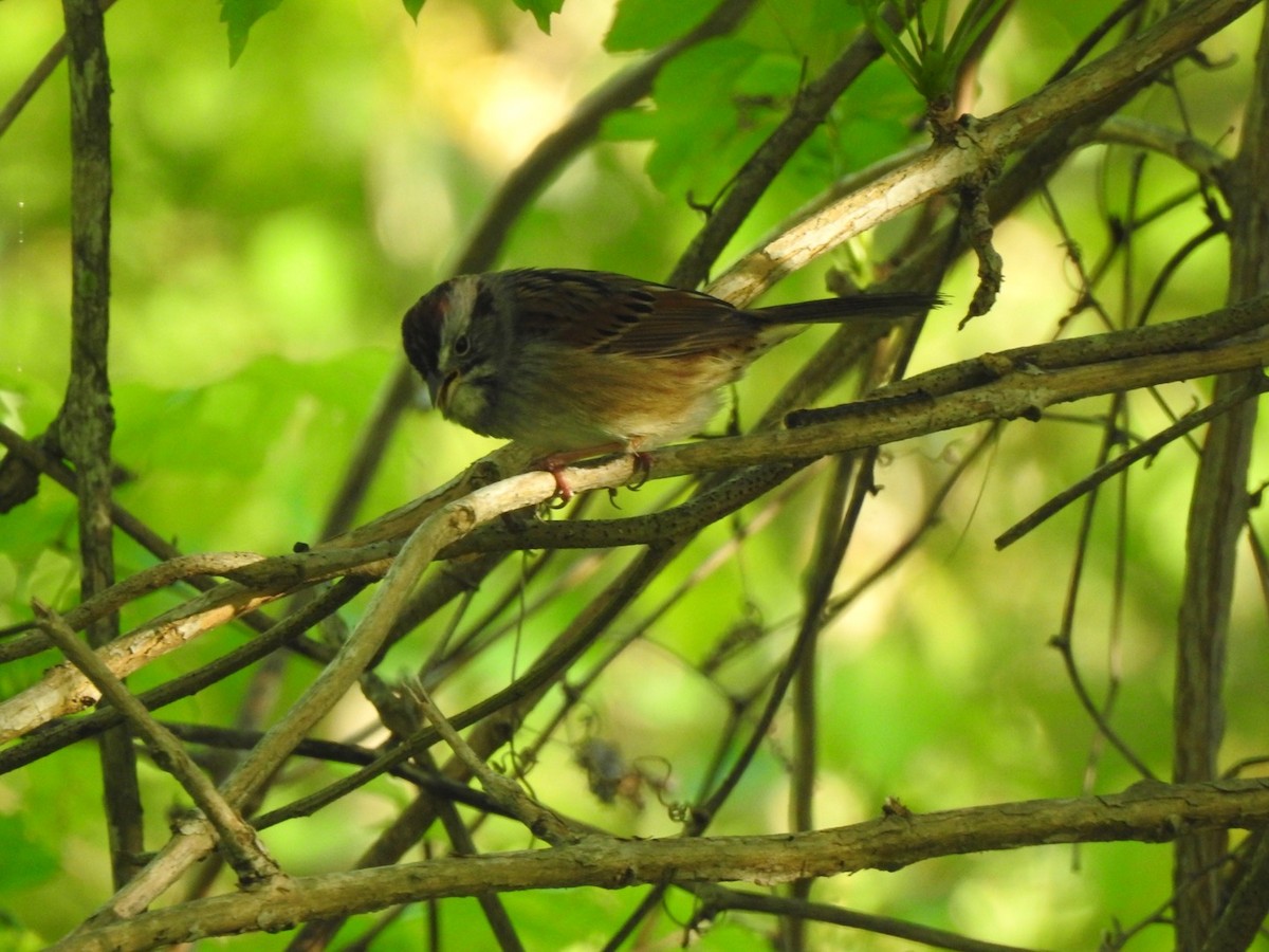 Swamp Sparrow - ML325706841