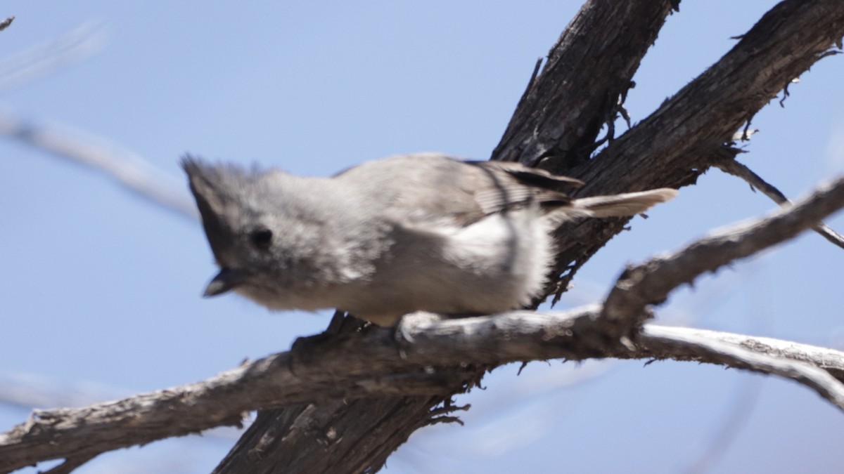 Juniper Titmouse - ML325707201