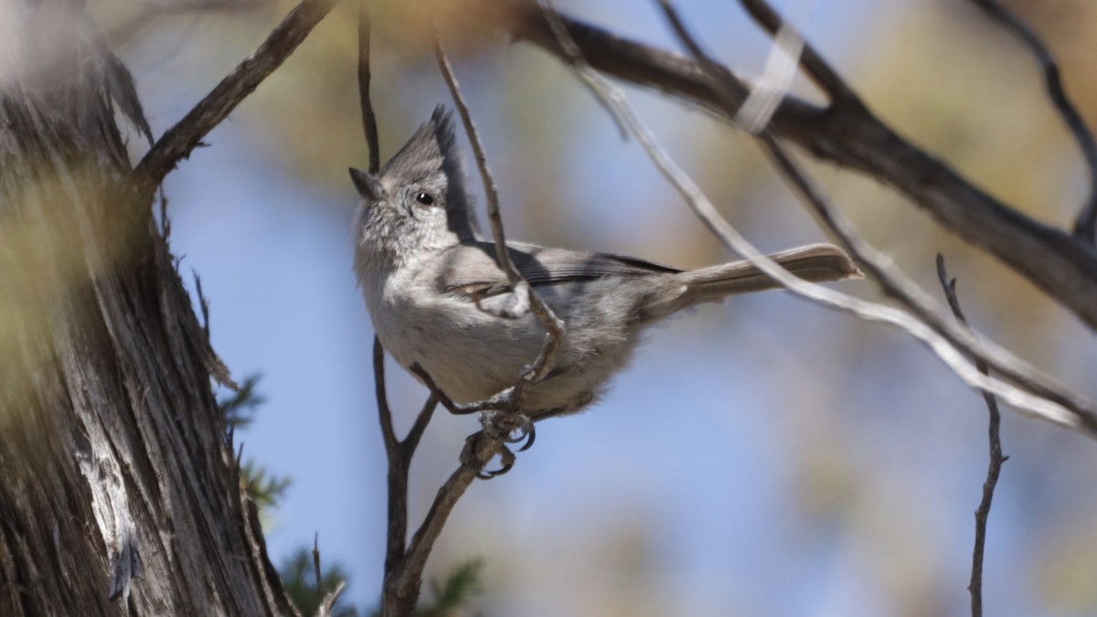 Juniper Titmouse - ML325707221