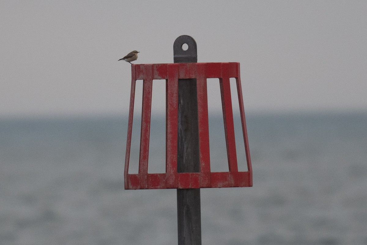 Northern Wheatear - Ben  Lucking