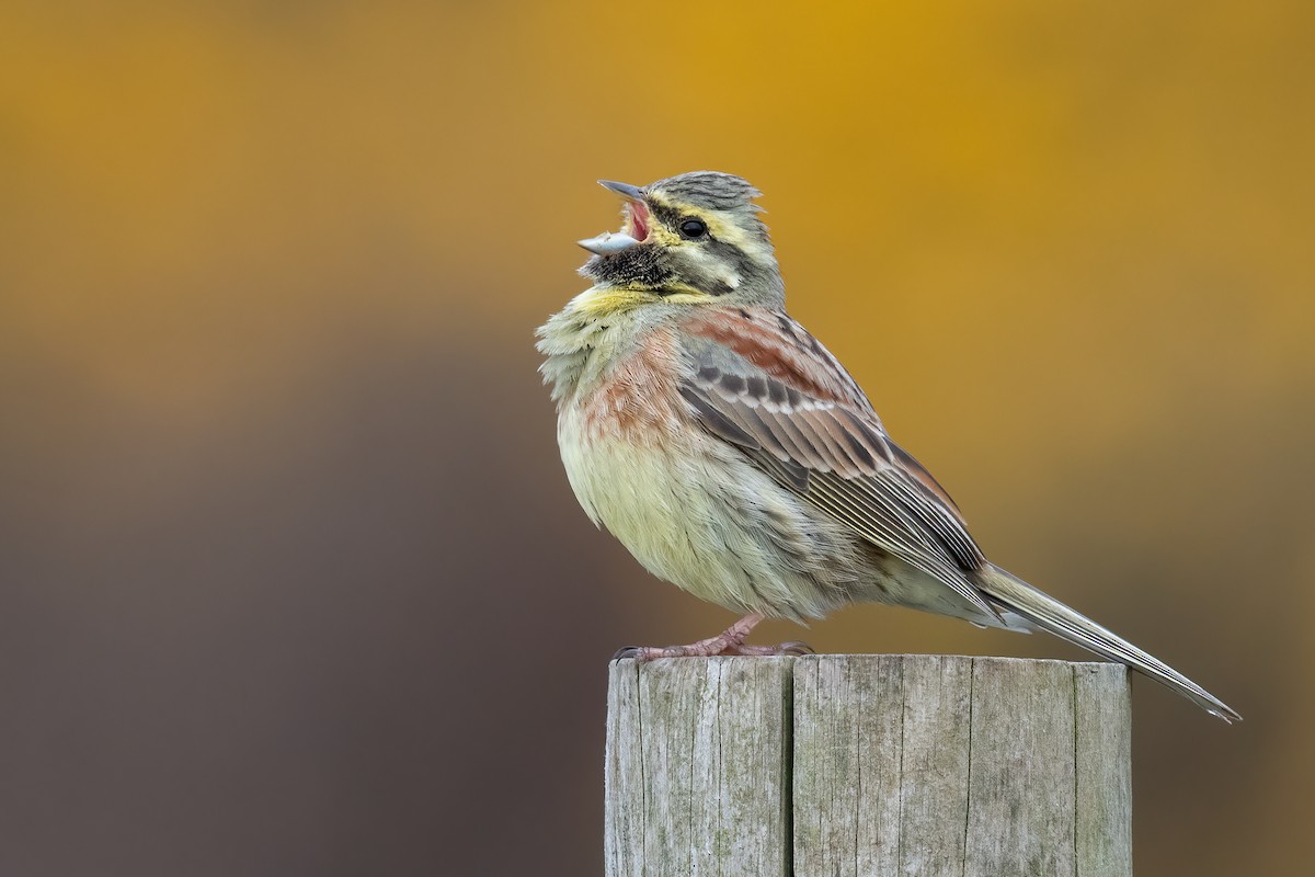 Cirl Bunting - ML325708691