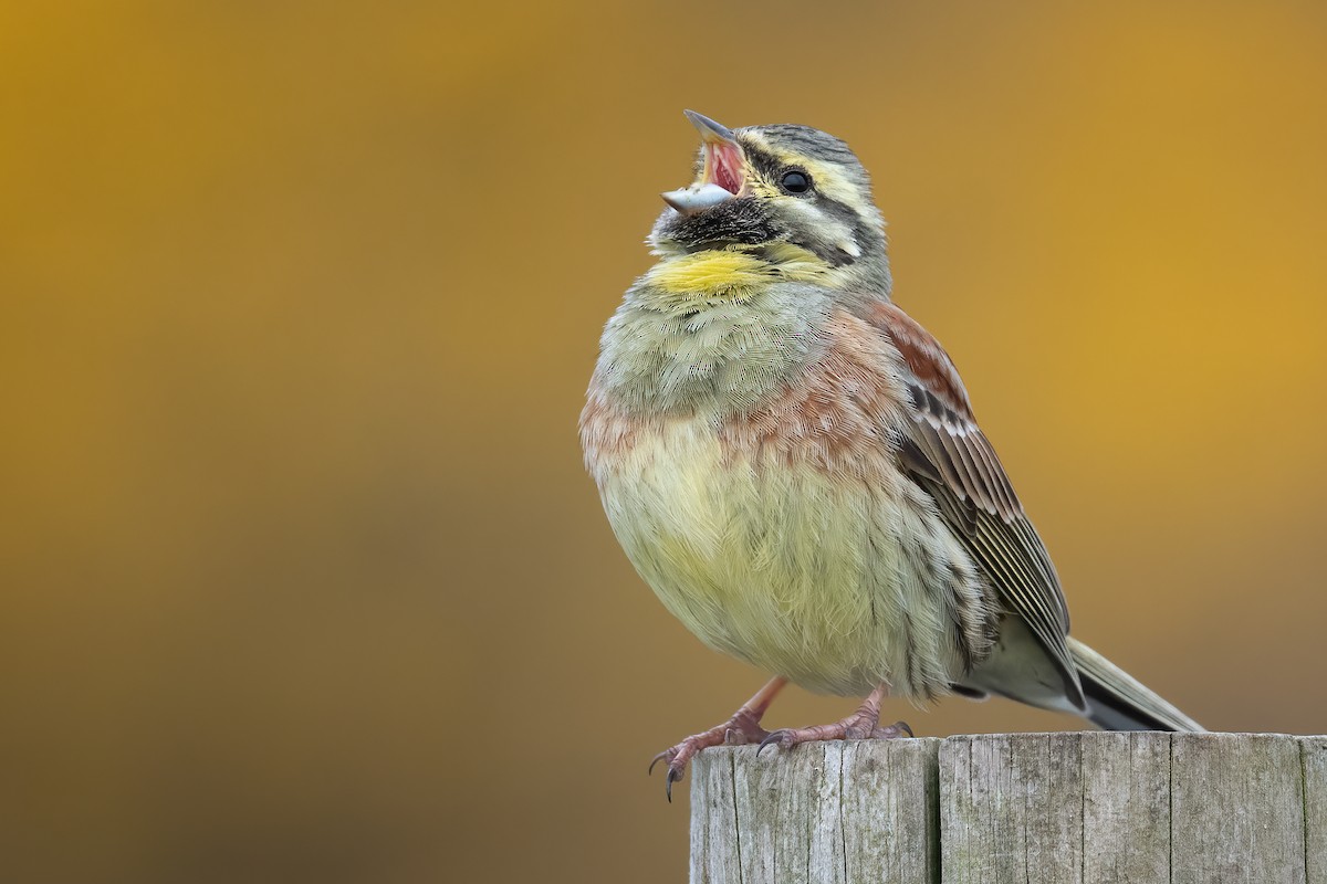 Cirl Bunting - ML325708721