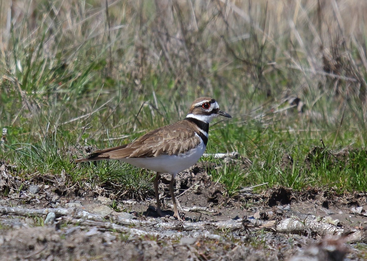 Killdeer - Greg Gillson