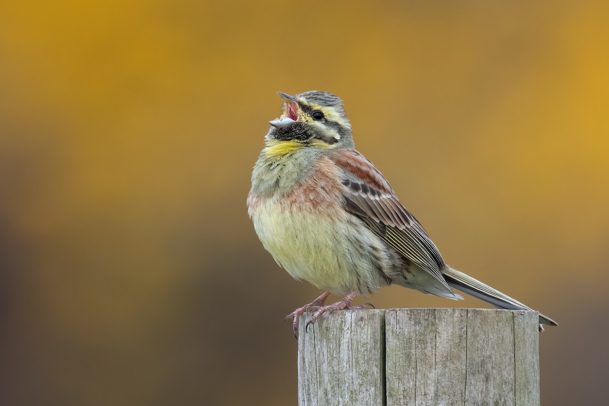 Cirl Bunting - Ben Lucking