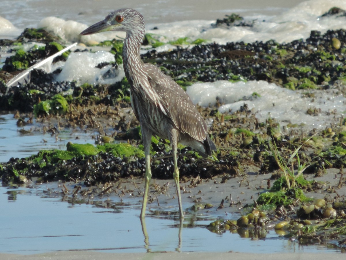 Yellow-crowned Night Heron - ML32571061