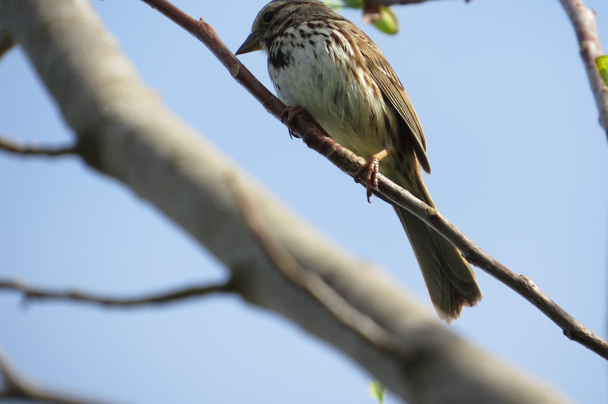 Song Sparrow - ML325711301