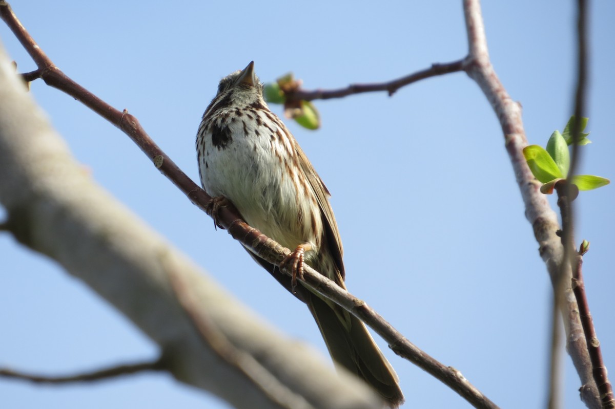 Song Sparrow - ML325711391