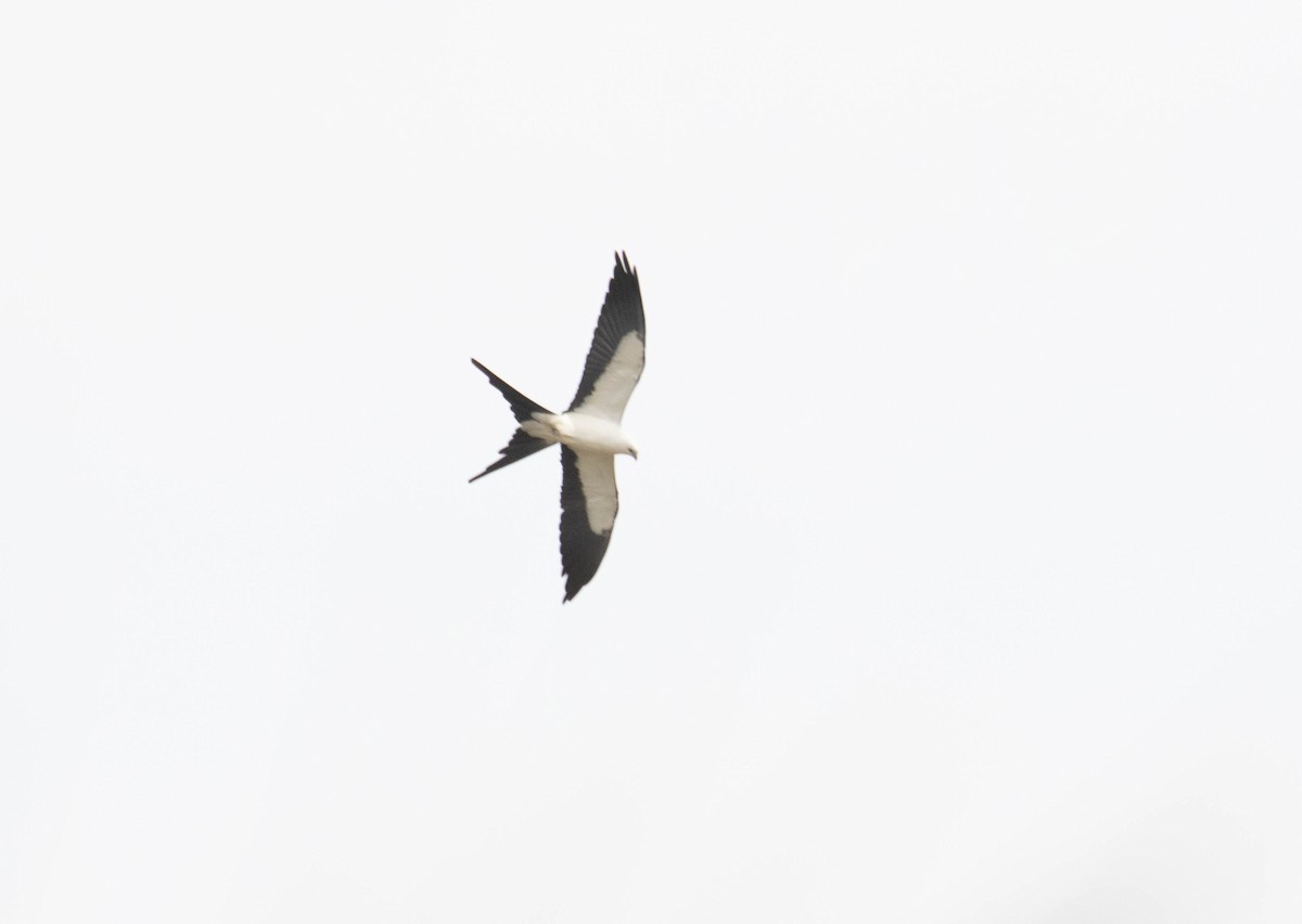 Swallow-tailed Kite - ML325711481