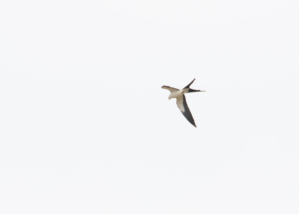 Swallow-tailed Kite - ML325711491