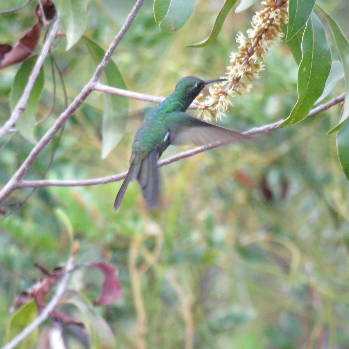kolibřík kubánský - ML325711861