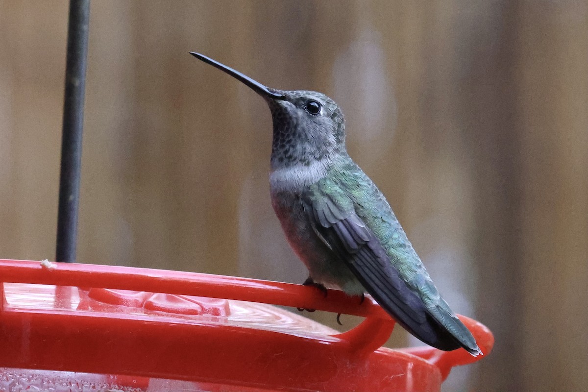 Black-chinned x Anna's Hummingbird (hybrid) - ML325712431