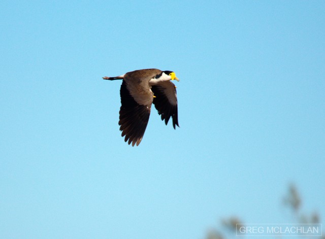 Masked Lapwing (Black-shouldered) - Greg McLachlan