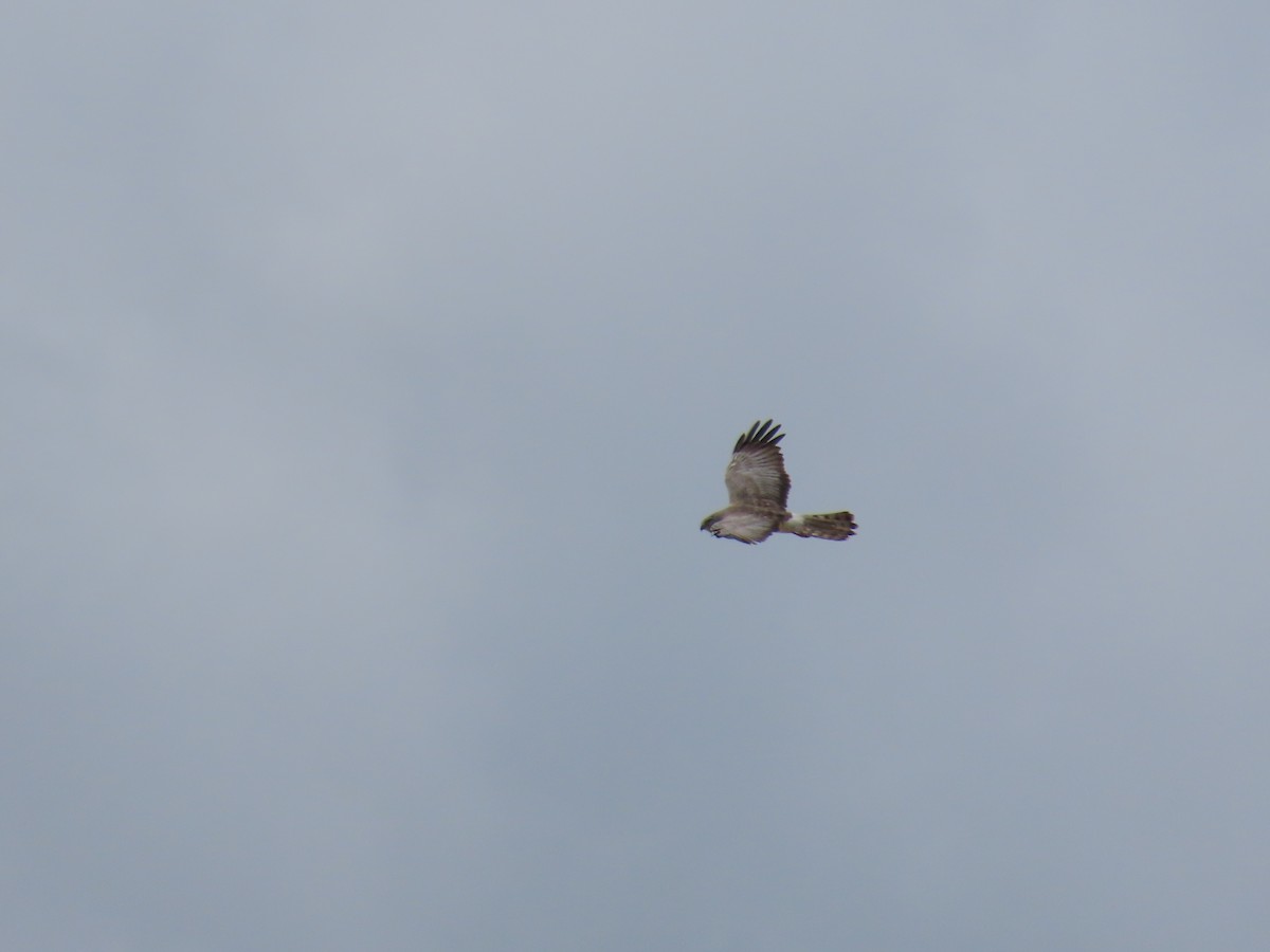 Northern Harrier - ML325714251