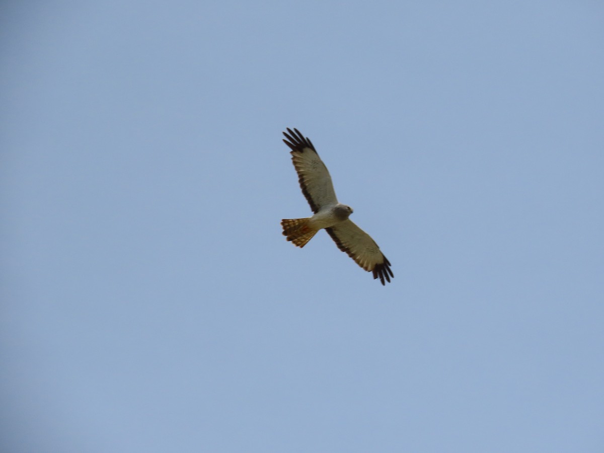 Northern Harrier - Kevin Christman