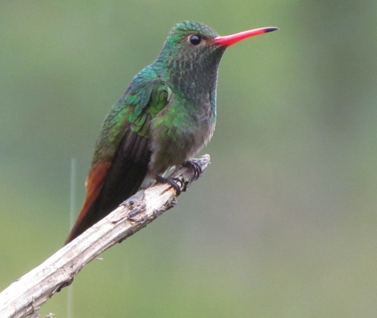 Rufous-tailed Hummingbird - ML325715461