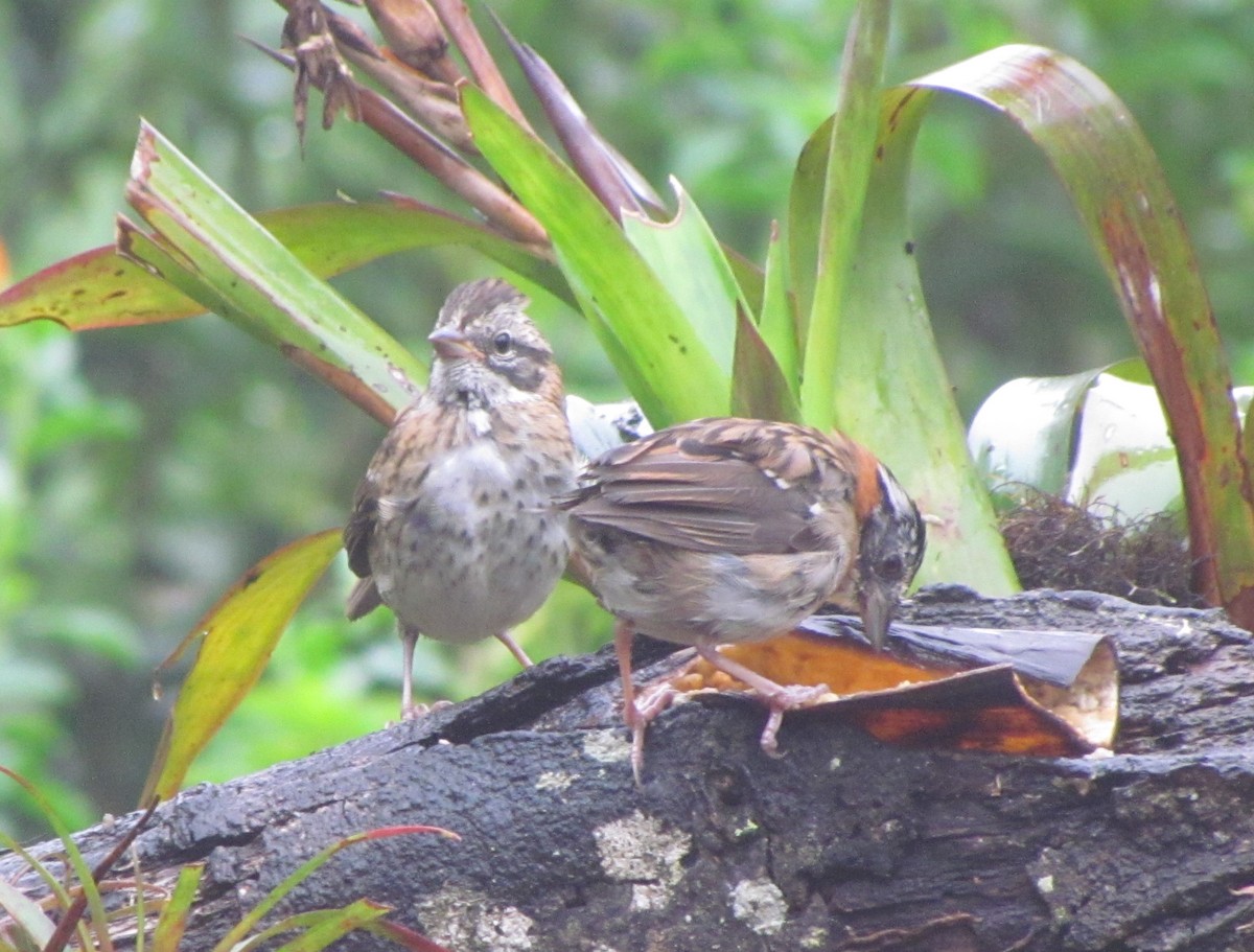 Rufous-collared Sparrow - cynthia arenas