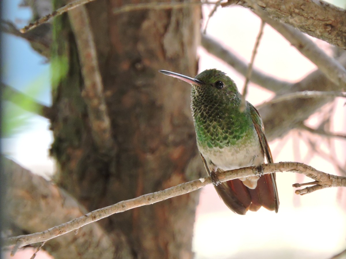 Berylline Hummingbird - Manuel Becerril González