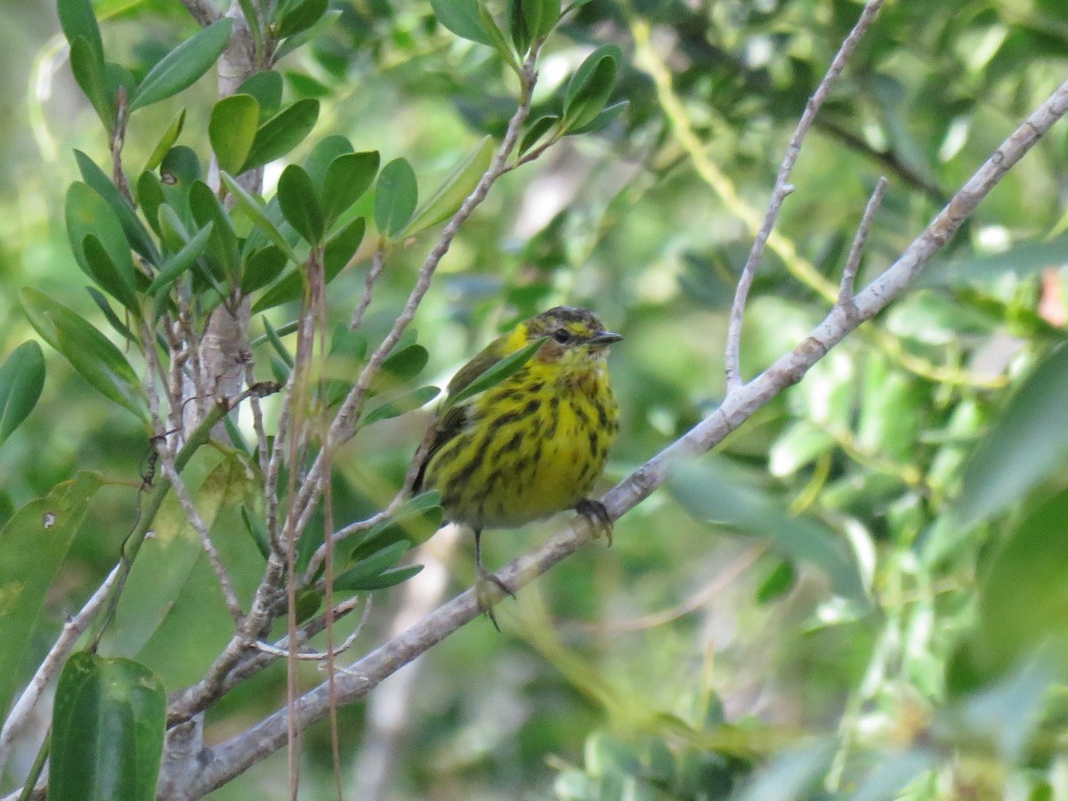 Cape May Warbler - ML325716961
