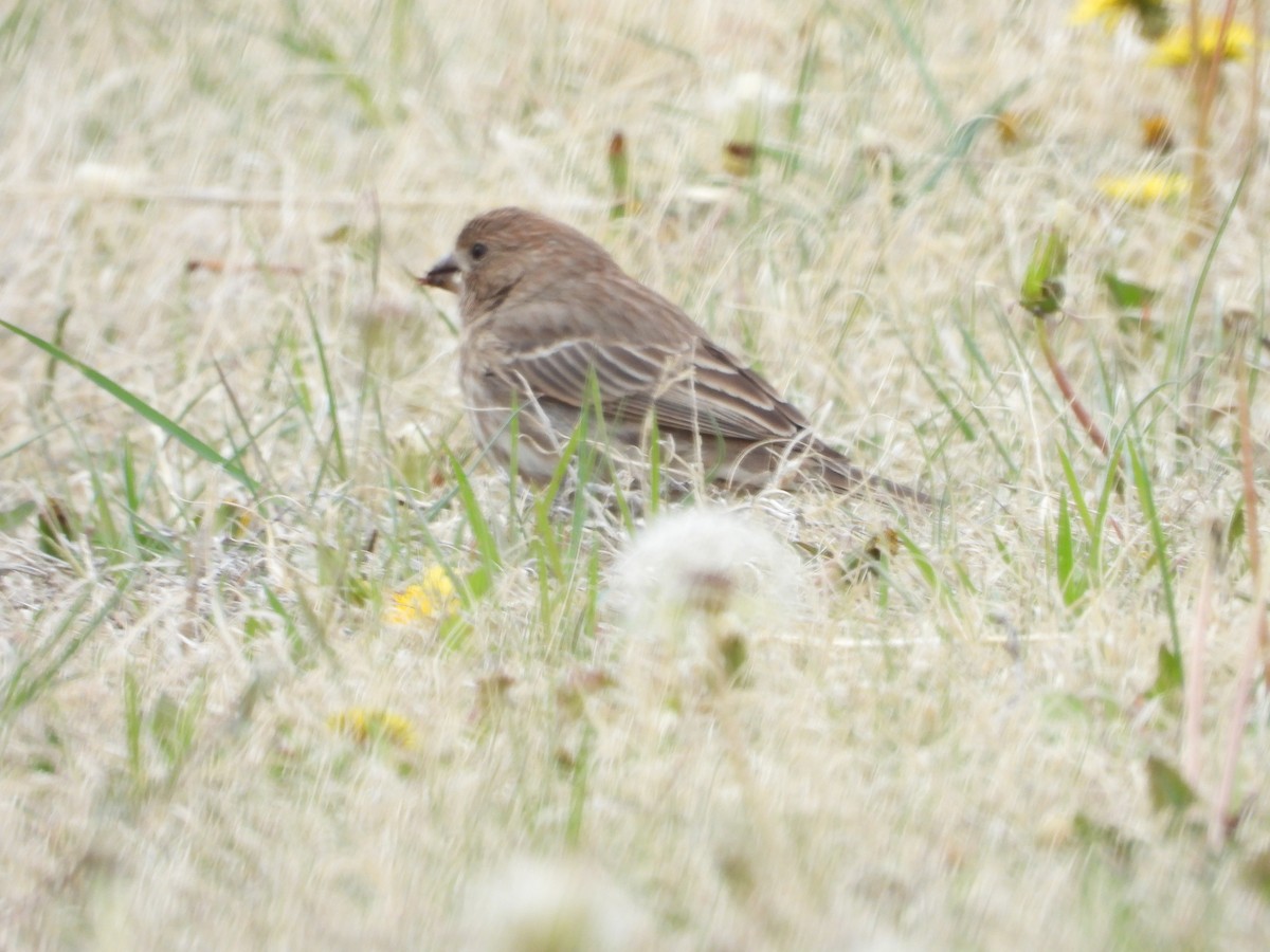 House Finch - ML325719391