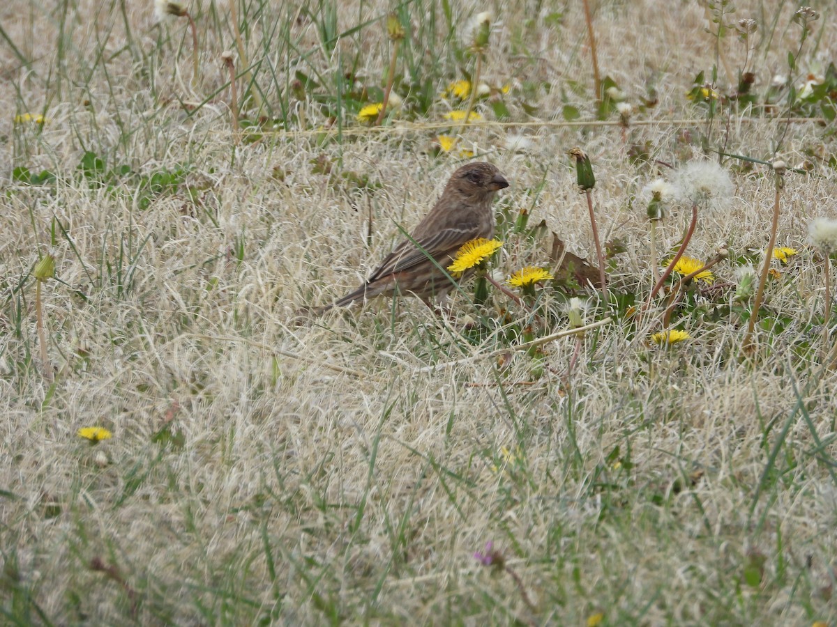 House Finch - ML325719571