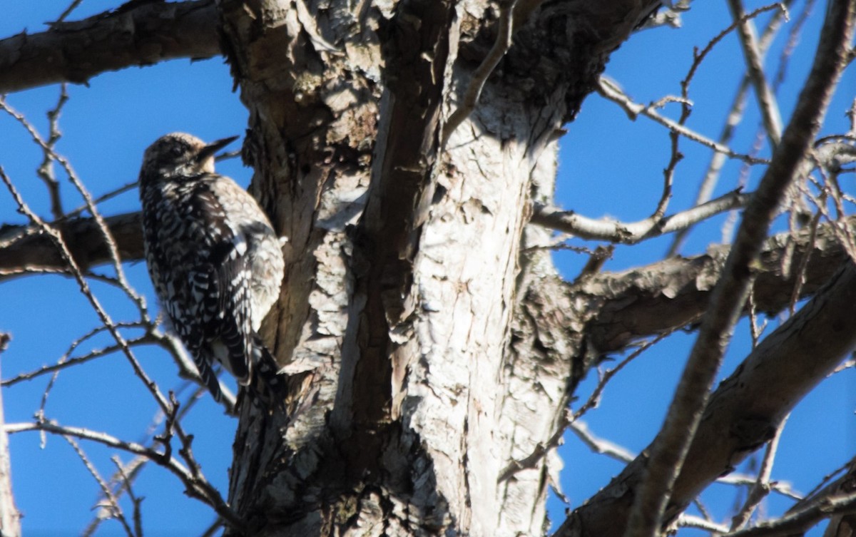 Yellow-bellied Sapsucker - ML325721721