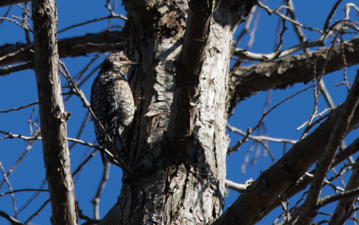 Yellow-bellied Sapsucker - ML325721881