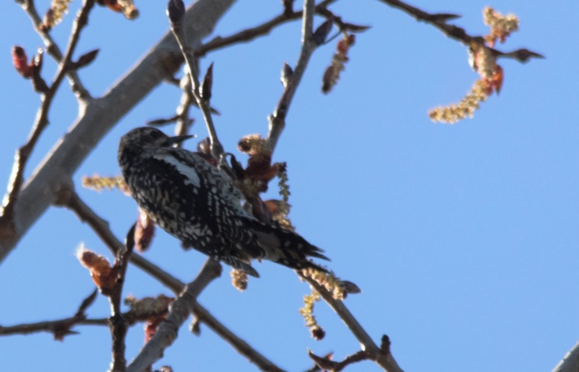 Yellow-bellied Sapsucker - ML325721981