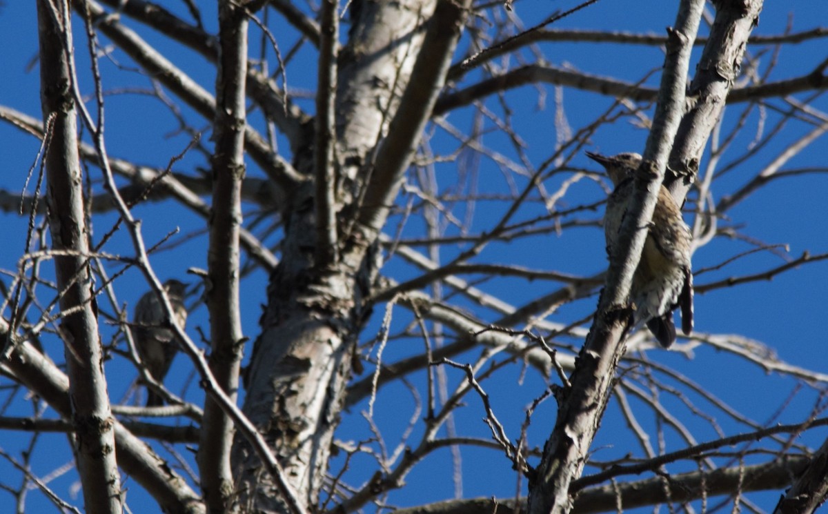 Yellow-bellied Sapsucker - ML325722511