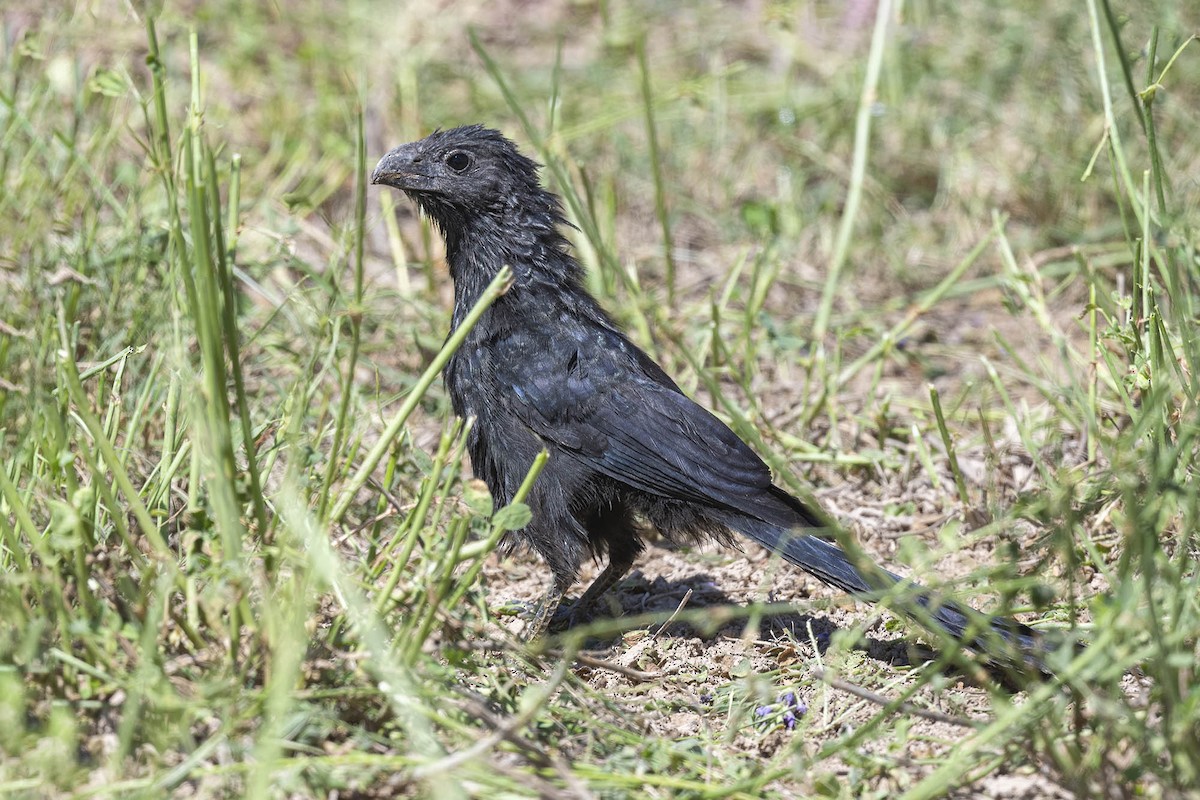 Groove-billed Ani - ML325725611