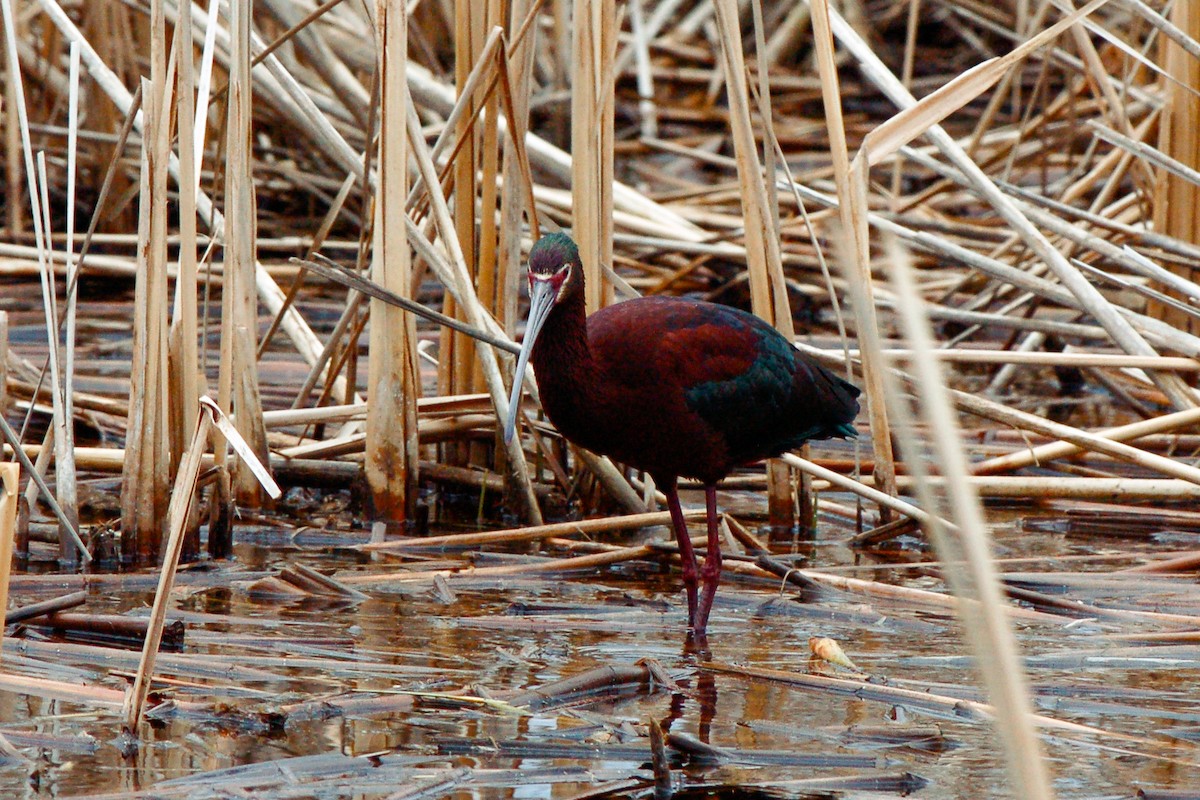 White-faced Ibis - Cory Gregory