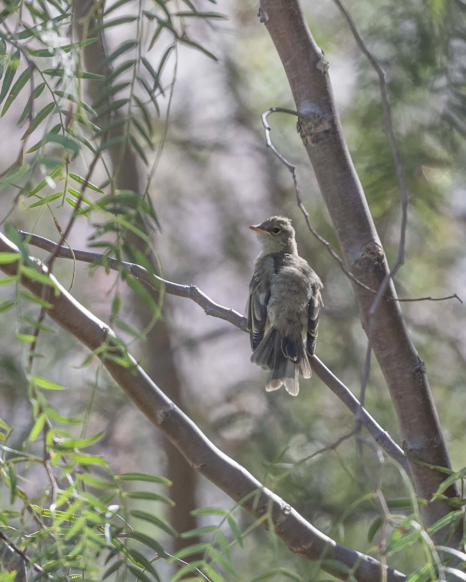 White-crested Elaenia - ML325726001