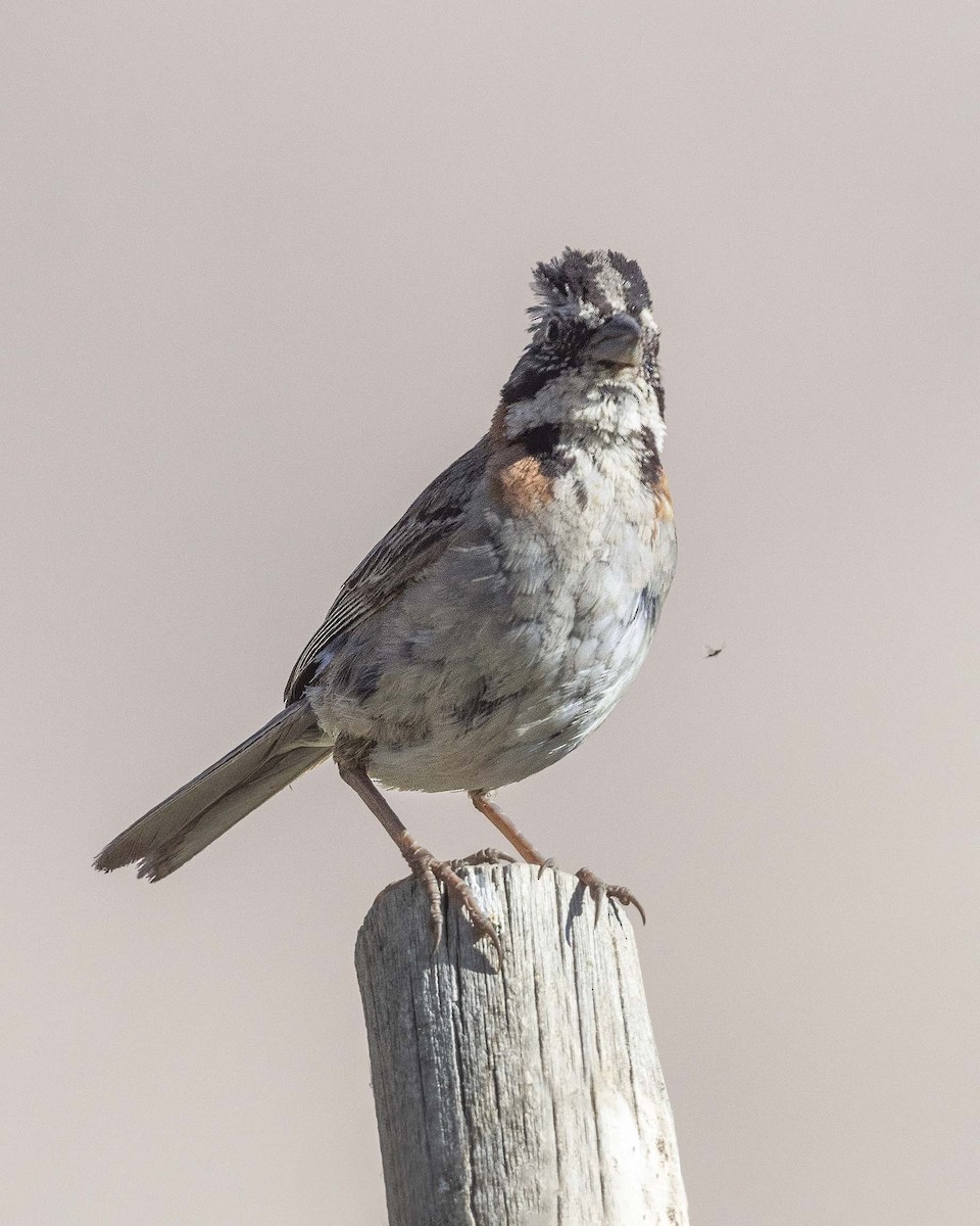 Rufous-collared Sparrow - VERONICA ARAYA GARCIA