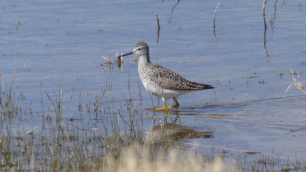 Lesser Yellowlegs - ML325727321