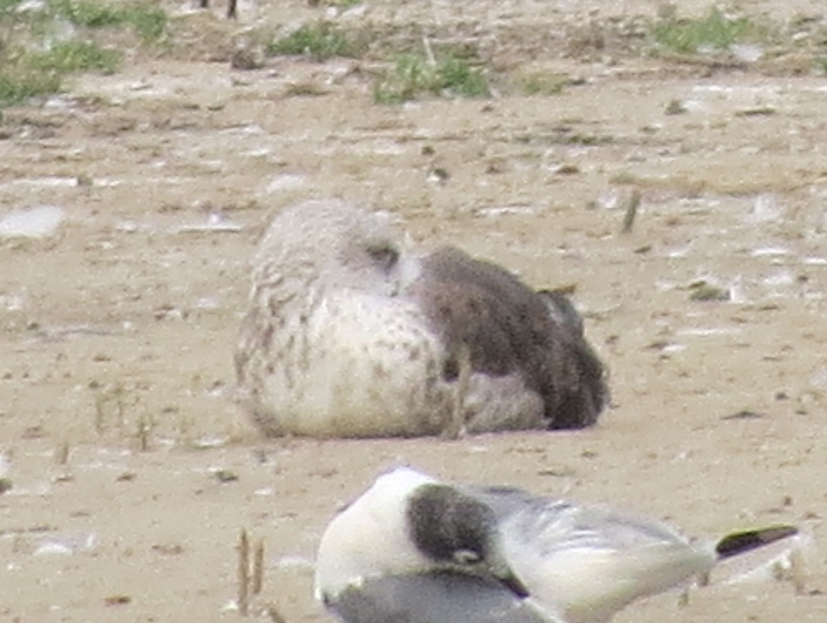 Lesser Black-backed Gull - ML32572771